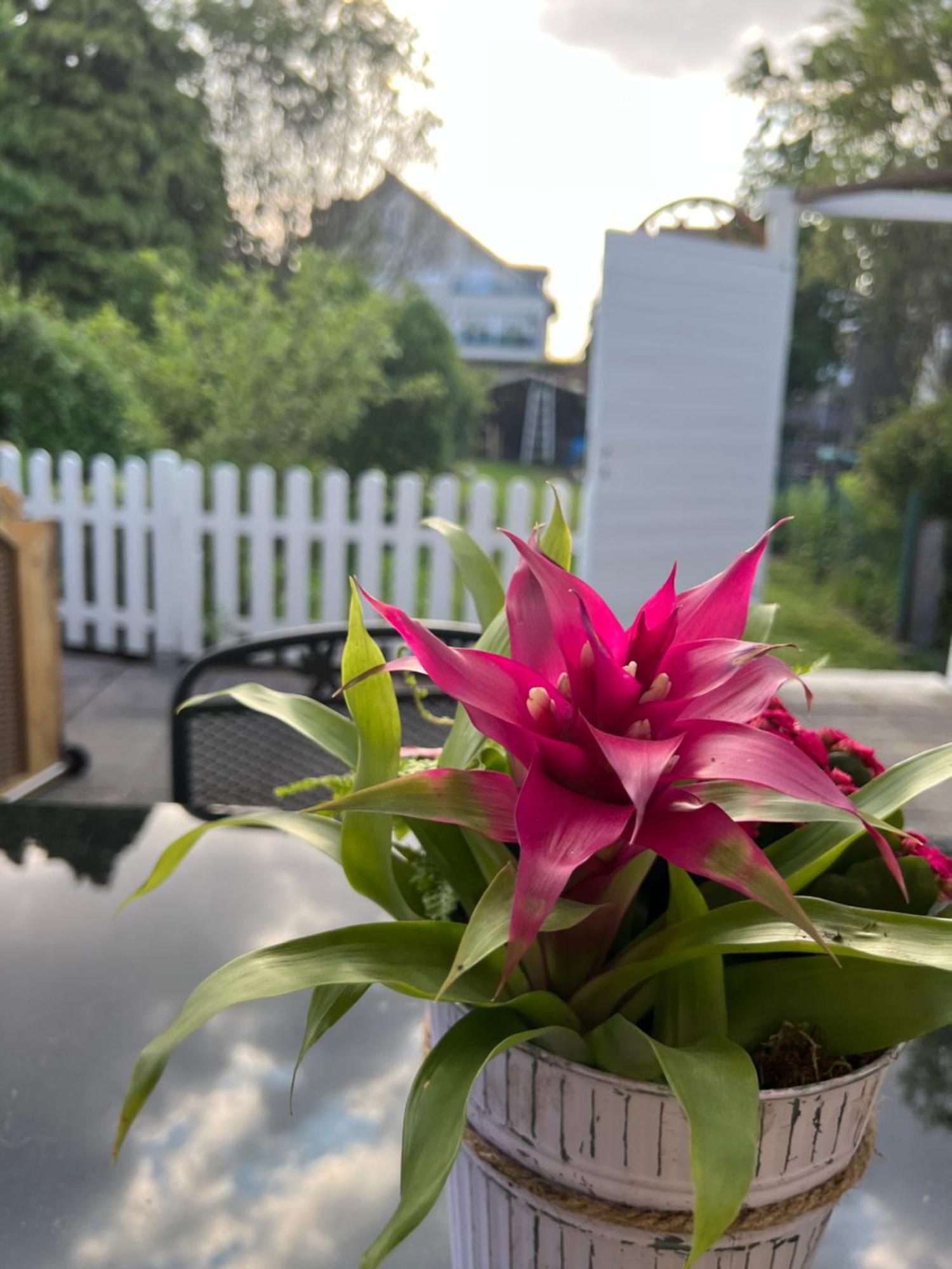 Auszeit Im Pott - Ferienwohnung Lavendel Хертен Екстериор снимка